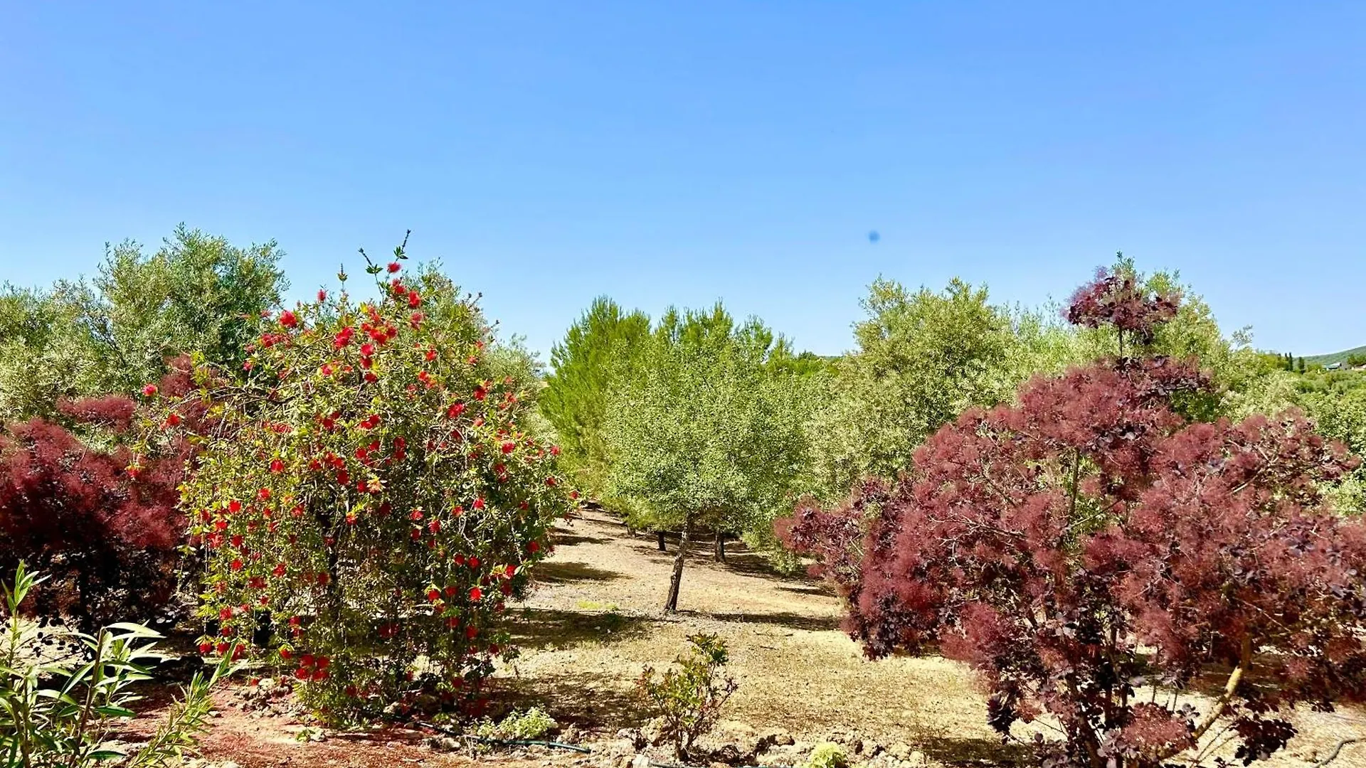 Tradicional Casa De Campo Andaluza Con Piscina Privada 度假居 维拉努埃瓦·德·塔皮亚